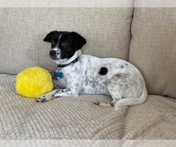 Medium Photo #3 Mutt Puppy For Sale in Plainfield, IL, USA