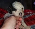Small #25 Bernedoodle (Miniature)