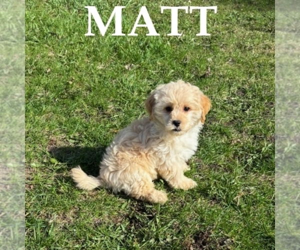 Medium Photo #2 Shih-Poo Puppy For Sale in HARTLAND, MN, USA