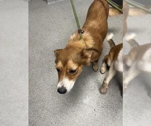 Golden Retriever-Unknown Mix Dogs for adoption in Palmetto, FL, USA