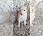 Puppy 6 Goldendoodle