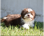 Small #2 Auss-Tzu