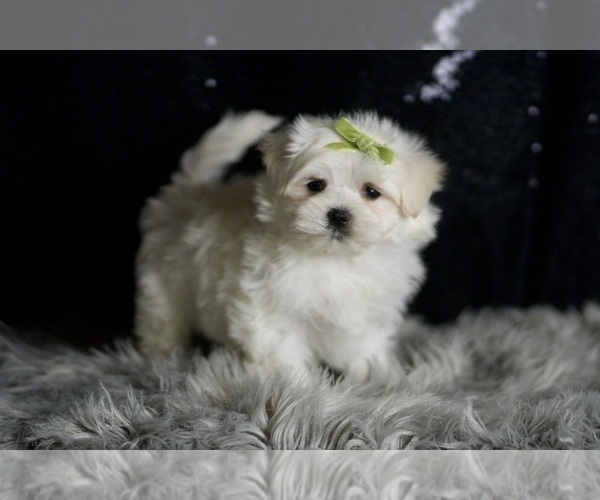Medium Photo #5 Maltese Puppy For Sale in WARSAW, IN, USA