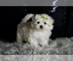 Small Photo #97 Maltese Puppy For Sale in WARSAW, IN, USA