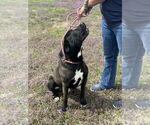 Small #2 American Pit Bull Terrier-Labrador Retriever Mix
