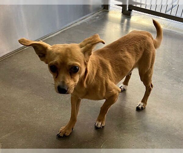 Medium Photo #1 Chihuahua-Unknown Mix Puppy For Sale in Norco, CA, USA