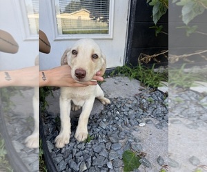 Medium Labrador Retriever