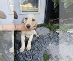 Puppy Peter Labrador Retriever