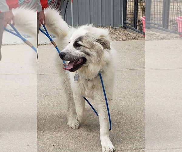 Medium Photo #10 Great Pyrenees Puppy For Sale in PEYTON, CO, USA