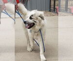 Small #9 Great Pyrenees