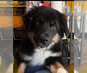 Australian Shepherd Puppy for sale in MERCER, WI, USA