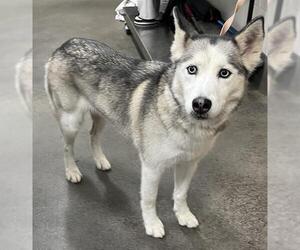 Siberian Husky Dogs for adoption in Forestville, MD, USA