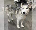 Small Siberian Husky