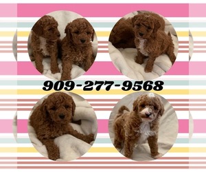 Goldendoodle (Miniature) Puppy for sale in LOS ANGELES, CA, USA