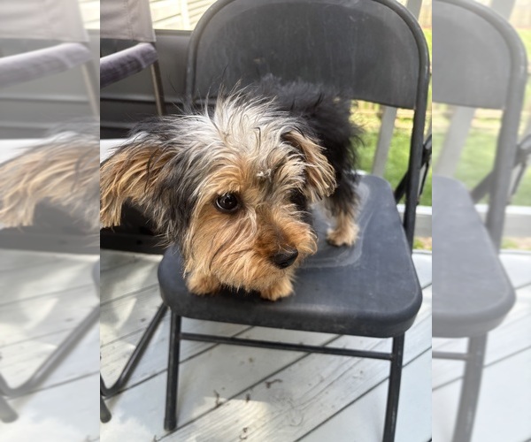 Medium Photo #4 Yorkshire Terrier Puppy For Sale in RICHMOND, VA, USA