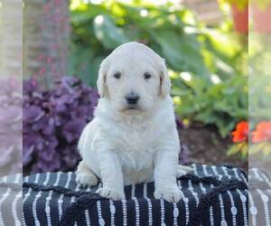 Goldendoodle Puppy for sale in NEW ENTERPRISE, PA, USA