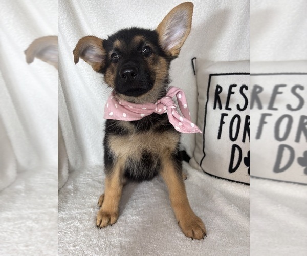 Medium Photo #5 German Shepherd Dog Puppy For Sale in GREENFIELD, IN, USA