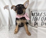 Small #4 German Shepherd Dog