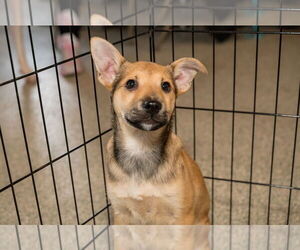 Jack Russell Terrier-Unknown Mix Dogs for adoption in St. Louis Park, MN, USA
