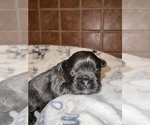 Small Photo #19 French Bulldog Puppy For Sale in MIMS, FL, USA