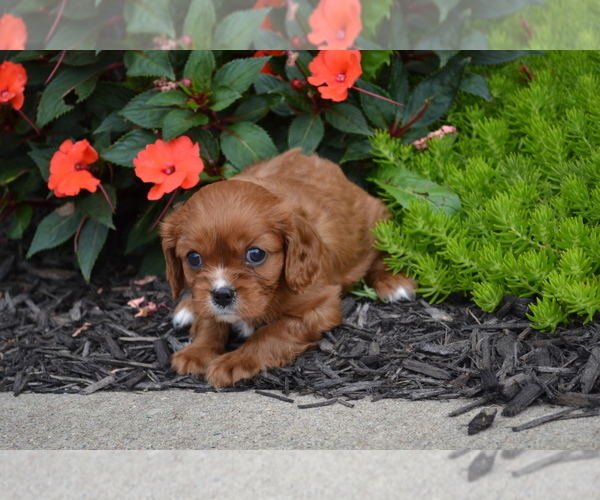 Medium Photo #4 Cavalier King Charles Spaniel Puppy For Sale in GREENWOOD, WI, USA