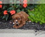 Small #3 Cavalier King Charles Spaniel