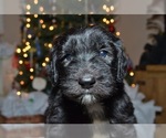 Small Photo #1 Sheepadoodle Puppy For Sale in COTTONWD HGTS, UT, USA