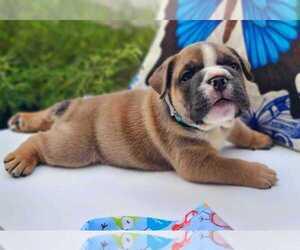 English Bulldog Puppy for sale in JACKSONVILLE, FL, USA