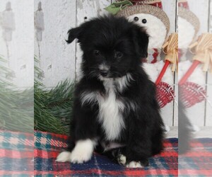 Pom-A-Poo Puppy for sale in FREDERICKSBURG, OH, USA