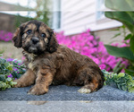 Puppy Nova Cavachon