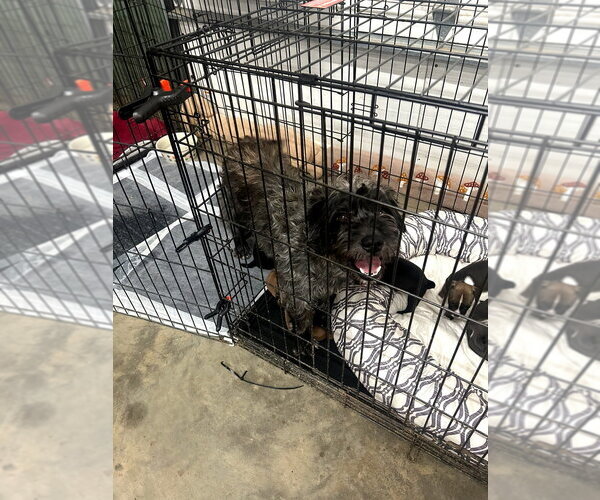 Medium Photo #2 Mutt Puppy For Sale in Mooresville, NC, USA