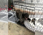Small #1 Mutt