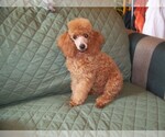 Small Photo #1 Poodle (Standard) Puppy For Sale in WINSTON SALEM, NC, USA