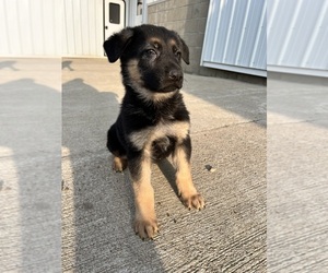 German Shepherd Dog Puppy for sale in QUINCY, MI, USA