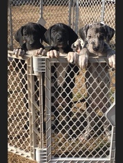 Great Dane Puppy for sale in SWEETWATER, TN, USA