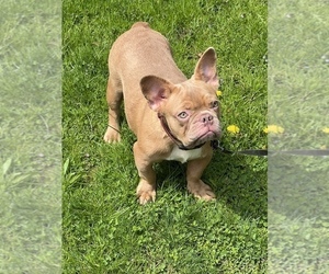 French Bulldog Puppy for sale in HIGH FALLS, NY, USA