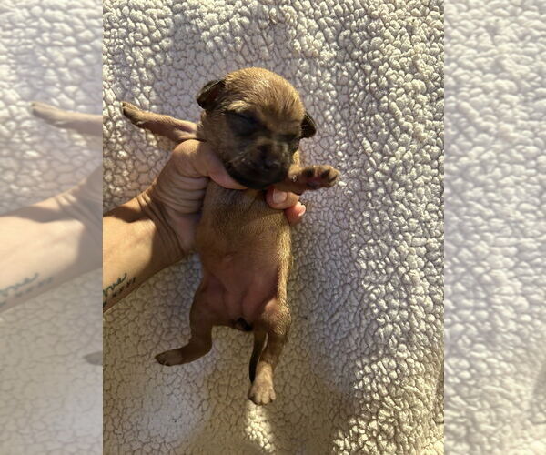 Medium Photo #2 Cairn Terrier-Dachshund Mix Puppy For Sale in San Diego , CA, USA