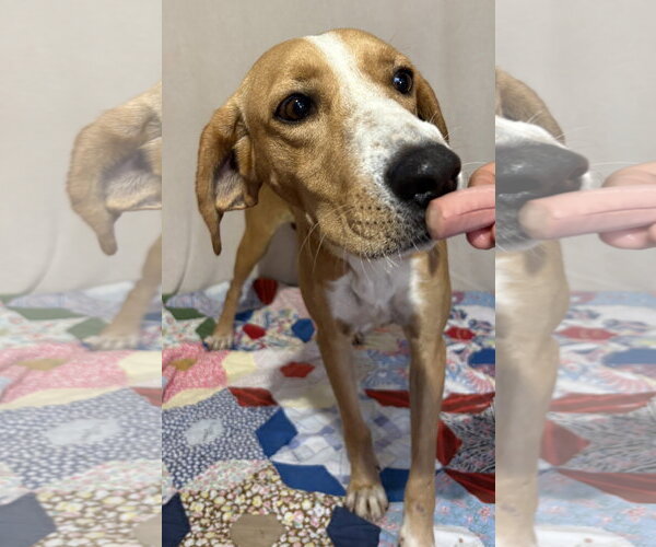 Medium Photo #1 Mountain Cur-Unknown Mix Puppy For Sale in Wetumpka, AL, USA