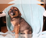 Small #2 Beagle-Norwegian Elkhound Mix