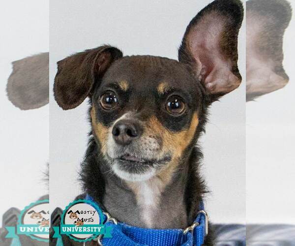 Medium Photo #1 Chihuahua-Unknown Mix Puppy For Sale in Kennesaw, GA, USA