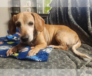Doxle Dogs for adoption in San Diego, CA, USA