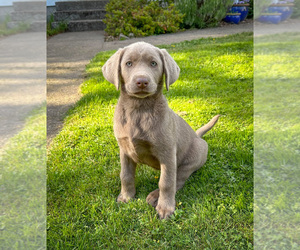 Labrador Retriever Puppy for sale in BELLINGHAM, WA, USA