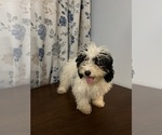 Small #20 Cavapoo-Poodle (Miniature) Mix