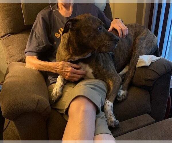 Medium Photo #4 American Pit Bull Terrier Puppy For Sale in Evansville, IN, USA