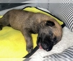 Small Photo #253 Belgian Malinois Puppy For Sale in REESEVILLE, WI, USA
