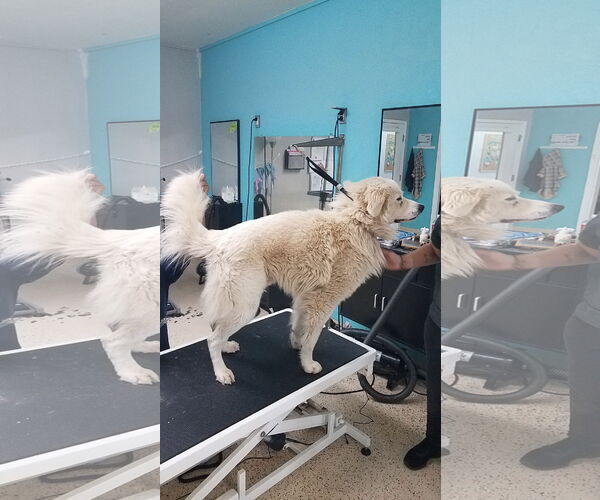 Medium Photo #20 Great Pyrenees-Unknown Mix Puppy For Sale in Houston, TX, USA