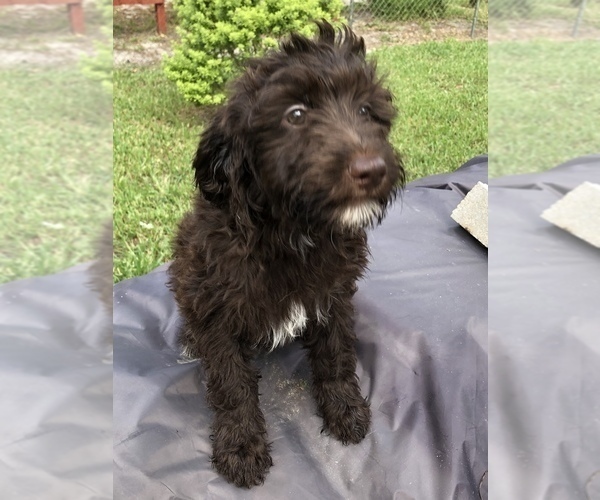 Medium Photo #1 Aussiedoodle Puppy For Sale in FT LAUDERDALE, FL, USA