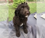 Small Photo #1 Aussiedoodle Puppy For Sale in FT LAUDERDALE, FL, USA