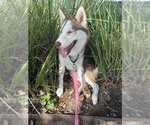 Small Photo #3 Siberian Husky Puppy For Sale in Carrollton, TX, USA