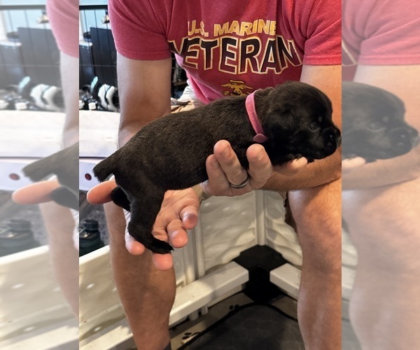 Medium Photo #80 Cane Corso Puppy For Sale in REEVESVILLE, SC, USA